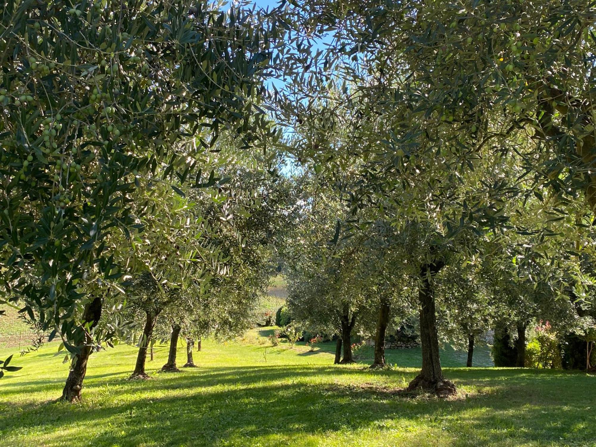 Podere Casanuova Сан-Джиміньяно Екстер'єр фото